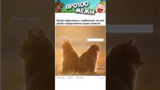МЕМЫ ЕСТЬ МЕМЫ #приколы #юмор #коты #кошки #мемы #мем #котик - Videoclip.bg