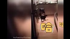 Котка подскача смешно - Videoclip.bg