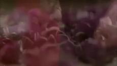 Любов Моя! KUZEY & CEMRE ~ Amor... (Kuzey Guney) Превод с Текст - Videoclip.bg