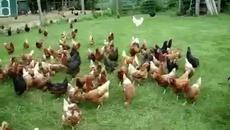 Open Range Chickens Loving Life (LD) - Videoclip.bg