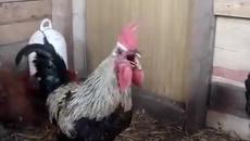 Петел Красавец! Death Metal Rooster - Videoclip.bg